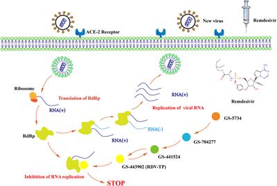 Remdesivir in treating hospitalized patients with COVID-19: A renewed review of clinical trials